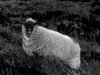Sally Gap, Co. Wicklow